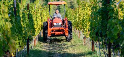 A tractor driver in the Pinot Gris grape vines