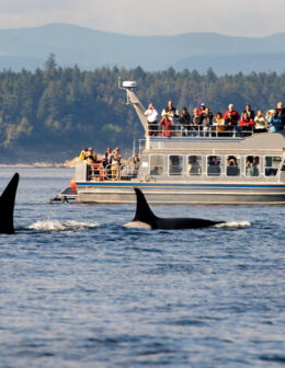 Ballenas por capricho